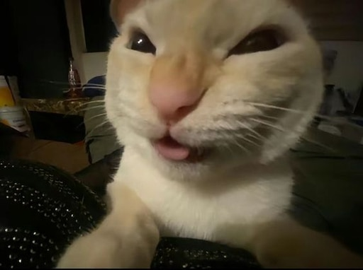 Silly cat as my avatar